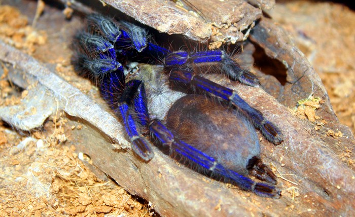 Một chú nhện khác có màu xanh